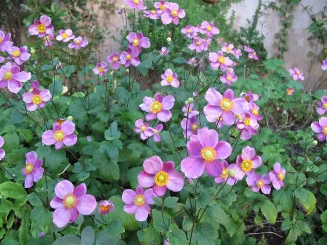 Anemone care in autumn 