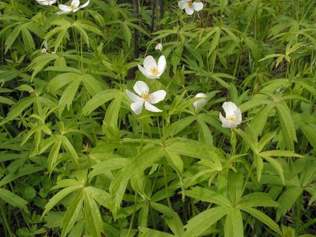 Anemone care in autumn 