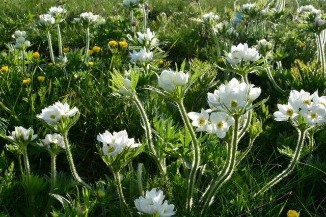 Anemone care in autumn 