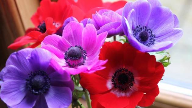 Anemone Crown: planting in the fall, photo