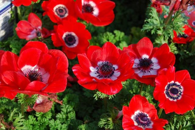 Anemone Crown: planting in the fall, photo