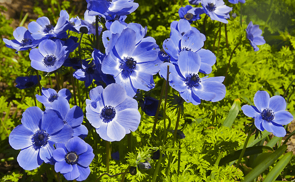 Anemone Crown: planting in the fall, photo