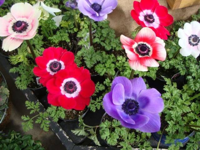 Anemone Crown: planting in the fall, photo