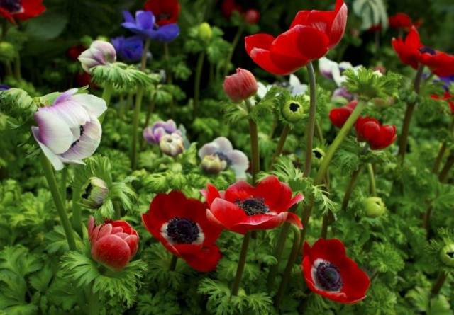 Anemone Crown: planting in the fall, photo