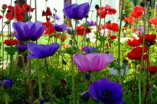 Anemone Crown: planting in the fall, photo