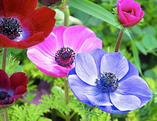 Anemone Crown: planting in the fall, photo