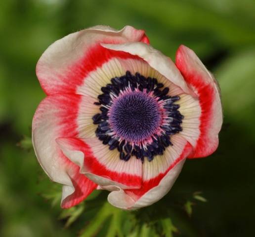 Anemone Crown: planting in the fall, photo