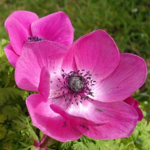 Anemone Crown: planting in the fall, photo