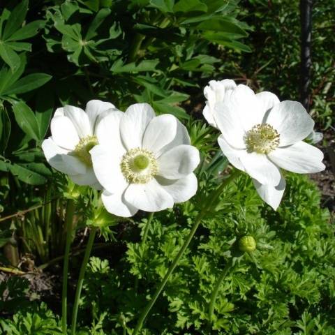 Anemone Crown: planting in the fall, photo