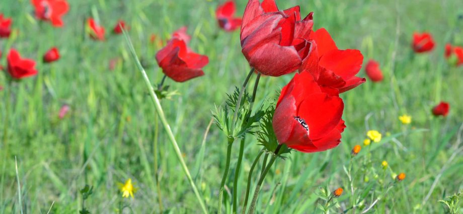 Anemone Crown: planting in the fall, photo