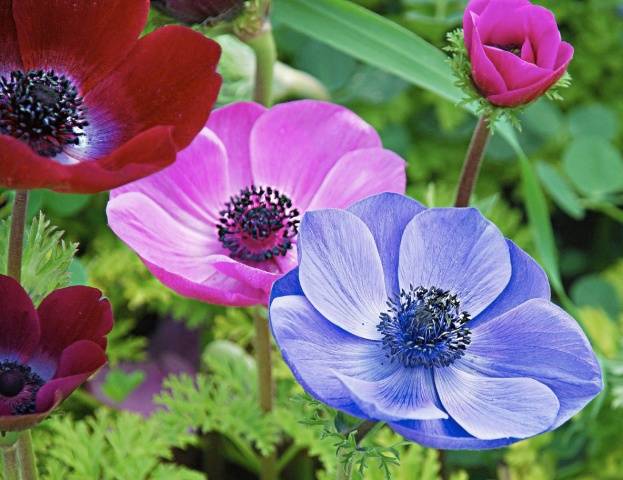 Anemone flowers: planting and care + photo 