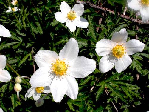 Anemone flowers: planting and care + photo 