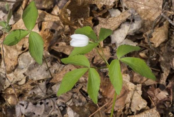 Anemone flowers: planting and care + photo 