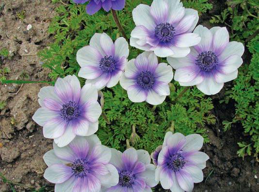 Anemone flowers: planting and care + photo 