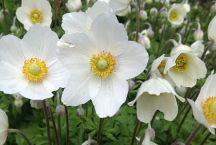 Anemone flowers: planting and care + photo 