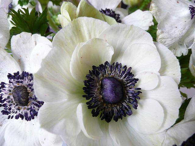 Anemone flowers: planting and care + photo 