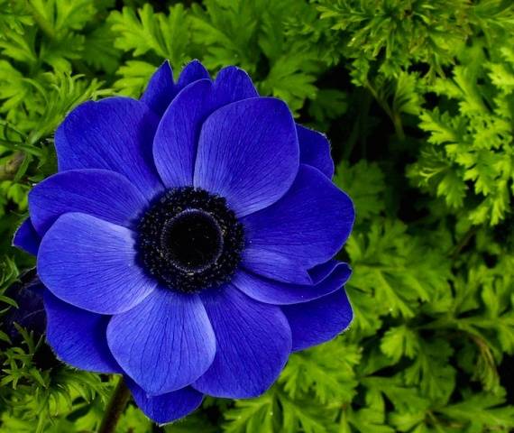 Anemone flowers: planting and care + photo 