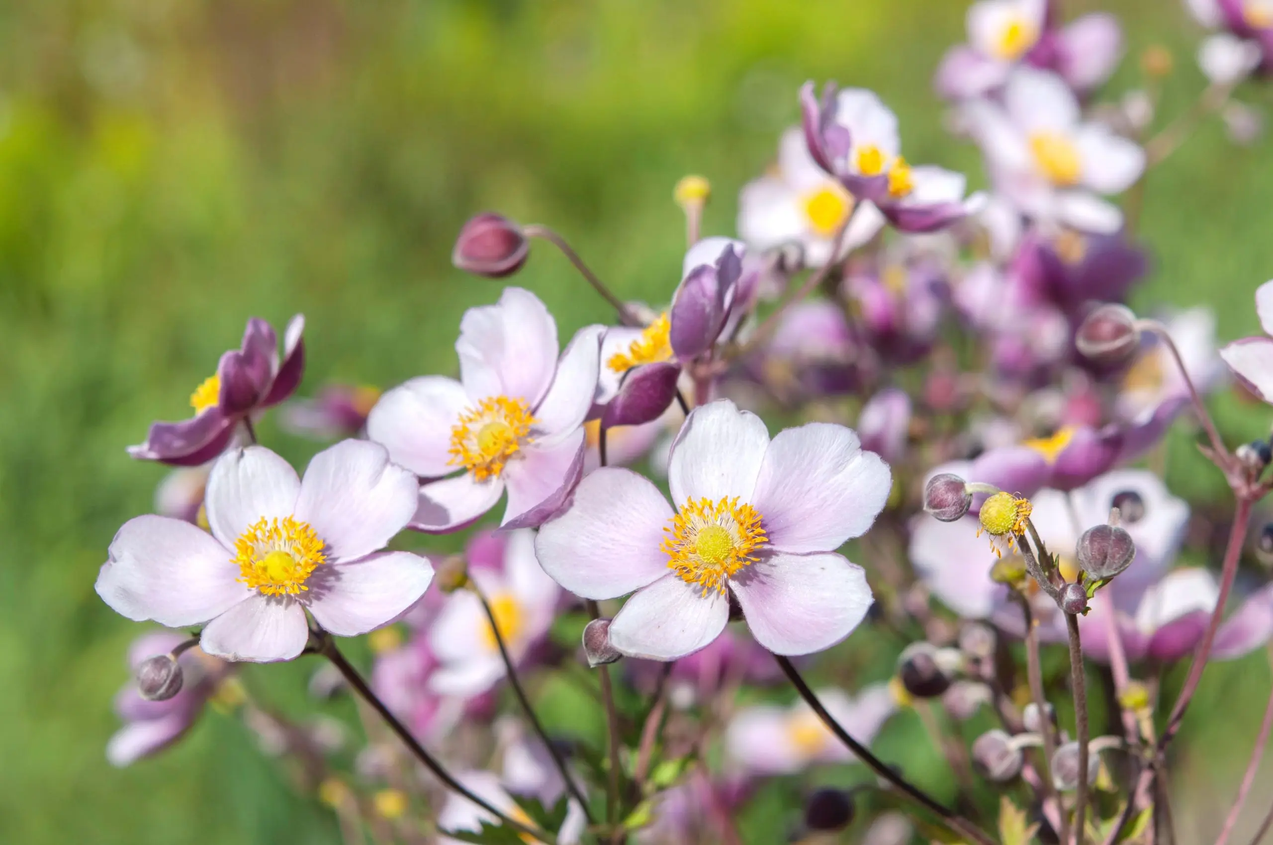 Anemone flowers: planting and care + photo 