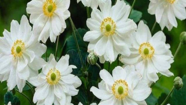 Anemone hybrid: planting and care