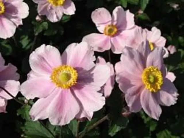 Anemone hybrid: planting and care