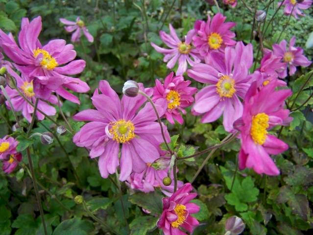 Anemone Prince Heinrich &#8211; planting and care