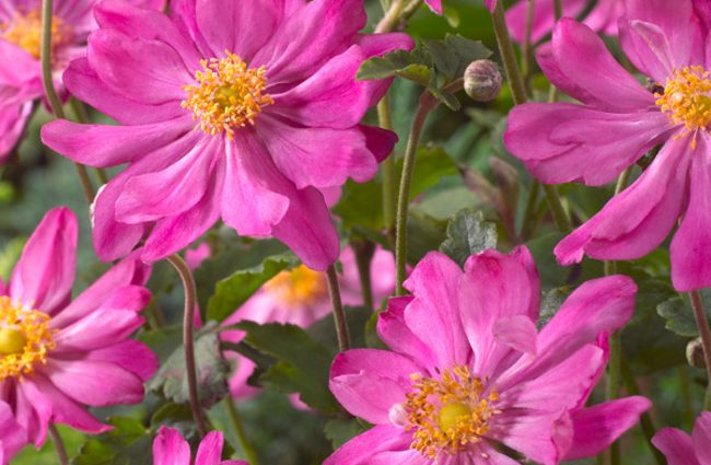 Anemone Prince Heinrich &#8211; planting and care