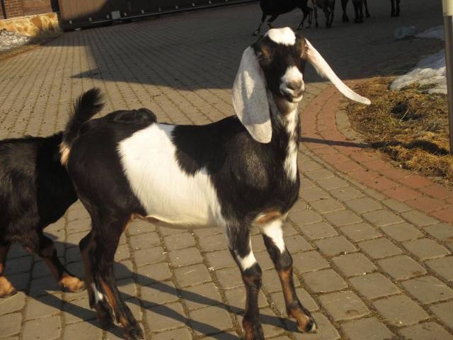 Anglo-Nubian goat breed: keeping and feeding 