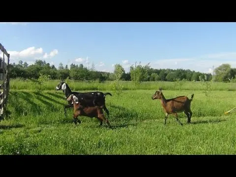 Anglo-Nubian goat breed: keeping and feeding 