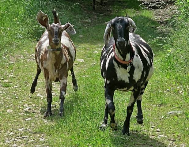 Anglo-Nubian goat breed: keeping and feeding 