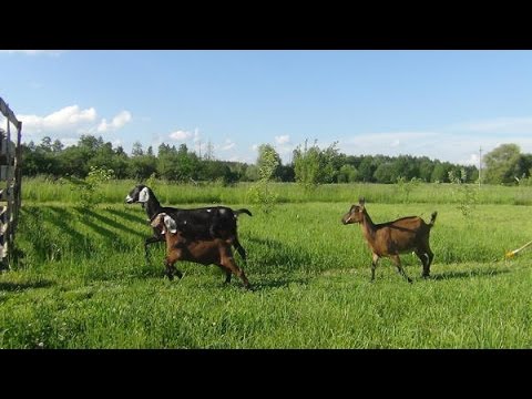 Anglo-Nubian goat breed: keeping and feeding 