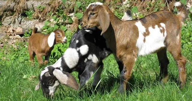 Anglo-Nubian goat breed: keeping and feeding 