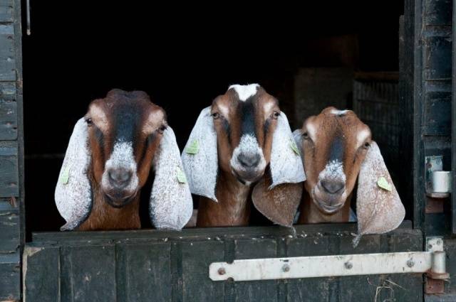 Anglo-Nubian goat breed: keeping and feeding 