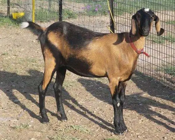 Anglo-Nubian goat breed: keeping and feeding 