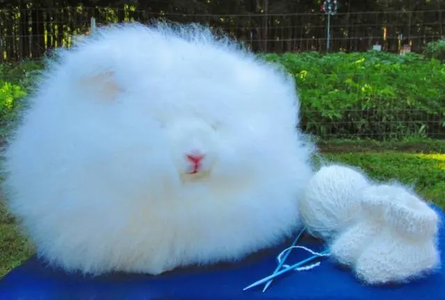 angora decorative rabbit