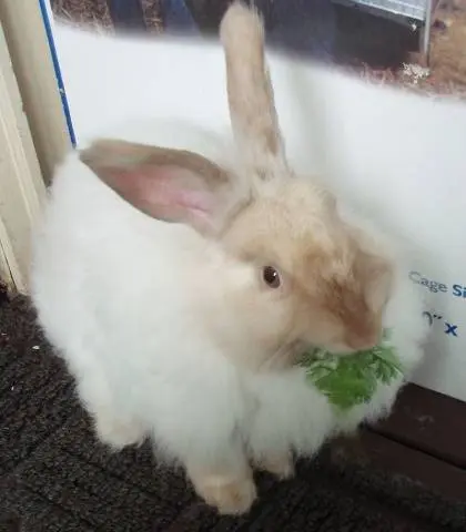 angora decorative rabbit