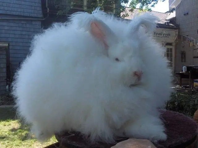 angora decorative rabbit