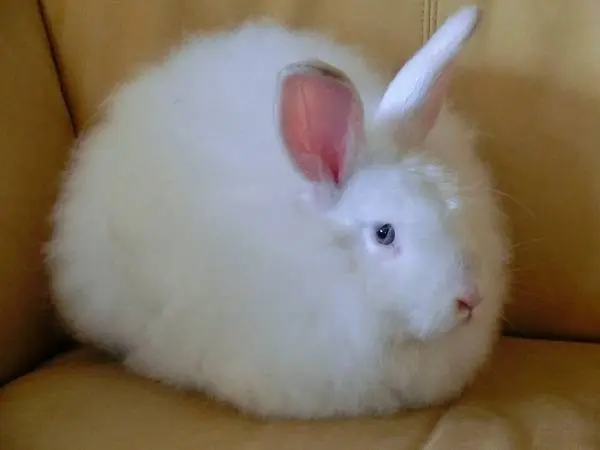 angora decorative rabbit