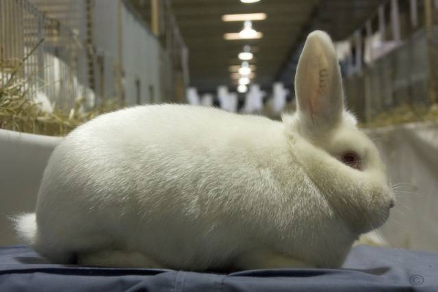 angora decorative rabbit