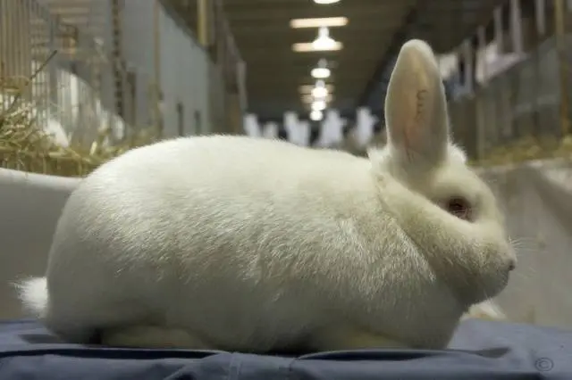 angora decorative rabbit