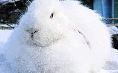 angora decorative rabbit