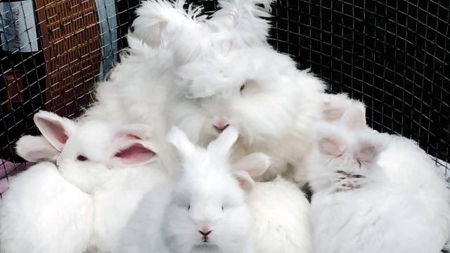 angora decorative rabbit