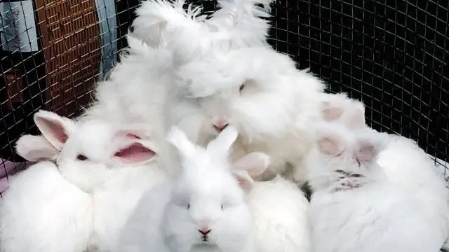 angora decorative rabbit