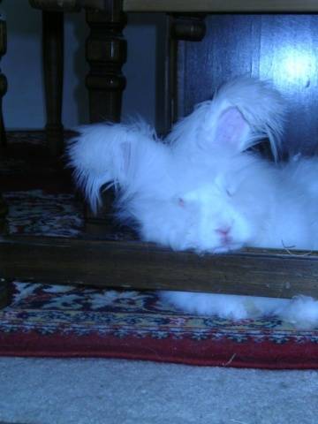 angora decorative rabbit