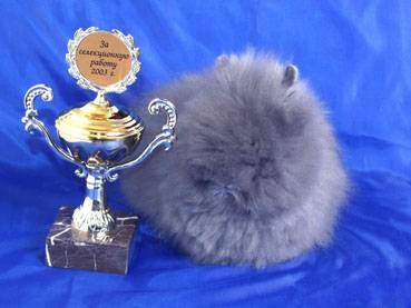 angora decorative rabbit