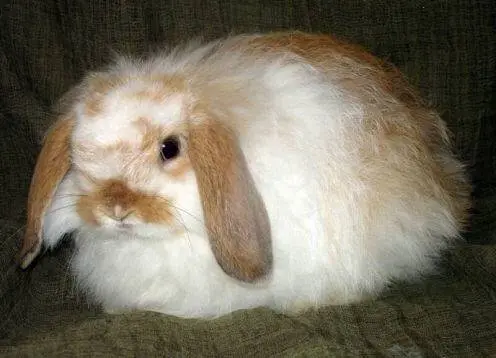 angora decorative rabbit