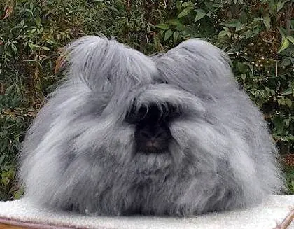 angora decorative rabbit