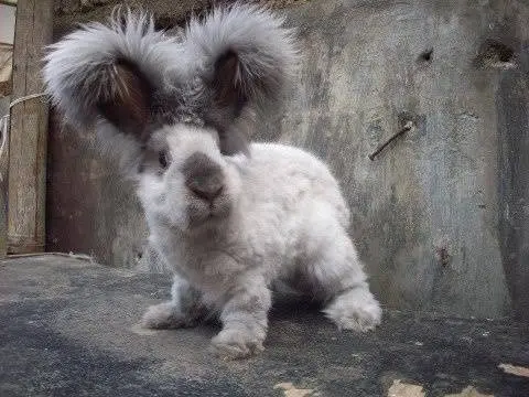 angora decorative rabbit