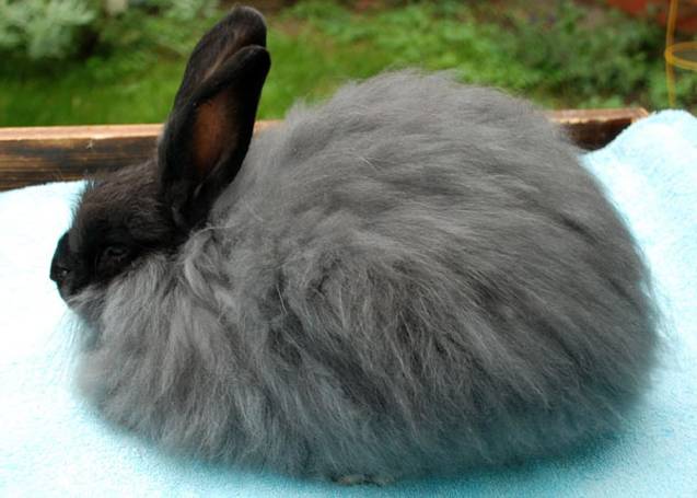 angora decorative rabbit