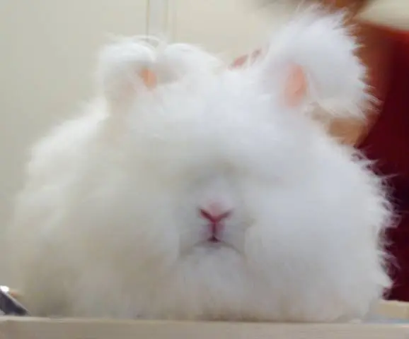 angora decorative rabbit