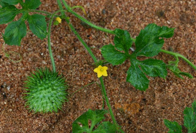 Anguria or Antillean cucumber: cultivation, reviews